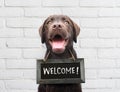 Happy dog with chalkboard with welcome text says hello welcome weÃ¢â¬â¢re open against white brick outdoor wall